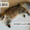 猫の病気・急性膵炎　おたぬちゃんの入院記録