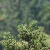 裏高尾（日影沢・城山） キビタキ　野鳥観察