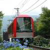 箱根であじさいを堪能する(登山鉄道新型車両3000形と遭遇！）