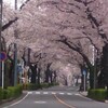 桜巡り
