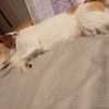 オビ練習