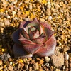 たにログ061 ベランダ環境で多肉を可愛く育てる植え方のやり方は？！