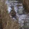 環水公園・水鳥観察会