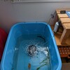 水草のトリートメント場所になってる