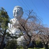 大仏の桜