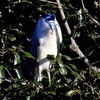 里川の野鳥