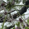 雨が上がったのを見はからって，ご近所のお寺を散策し，五月の緑を満喫してきました．梅の実はだいぶ大きくなっていて，桜には小さなサクランボが．イチョウ，サルスベリといった落葉樹に加え，忘れてはいけないのが常緑樹の新緑．タブ，モッコクは余り目立ちませんが，シイ，そして特にクスノキの新緑はすき透るようで美しい．今日は花には余り出会えませんでしたが，常立寺のセンダン（楝）がかわいらしい薄紫の花をつけていました．　羽根そよがせ雀楝の枝に居り涼しくやあらむその花かげは　北原白秋