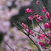 2月3月もたくさんの花が見られる！鎌倉、長谷寺で河津桜と梅を撮影