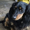 犬を触る