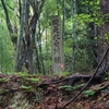 境の明神峠＜国道294号栃木-福島県境＞