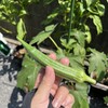 家庭菜園　その⑤オクラを愛する