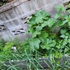 ハーブ花壇2ヶ月とちょっとの成長記録　猫のトイレポイント攻防とコモンマロウとグランドアイビー