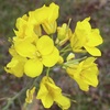 セイヨウアブラナの花