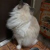 ひんやりマットを活用するふくちゃん