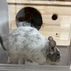 しろごまあん147日目