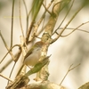 Common Tailorbird オナガサイホウチョウ（ジャワの鳥その２５）