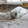 再び野鳥のレストラン