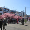 三浦海岸の桜