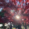 紅葉と猫とふたり散歩