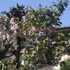 八重桜