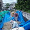 菜種の収穫・実出し作業