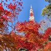 休業OLの紅葉通信【芝公園】「もみじ谷」で紅葉狩り