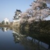 桜満開で