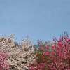 京都 毘沙門堂 紅葉 見ごろ時期は？ 