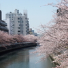 桜、あっという間に終わっちゃいましたね。