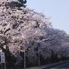 今日の桜とウソ