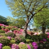 根津神社 ツツジの開花状況(2021年4月10日)