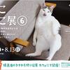 「ねこねこ展6」＆「ねこBUKURO展」そして…個展！