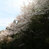 桜。花を愛するひと