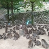 高崎山自然動物園 （大分県大分市）