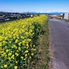 菜の花の絨毯ヾ(*ﾟｪﾟ*)ﾉ