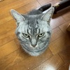 先住ネコ 改善する下痢症状：薬の効果と食欲の回復