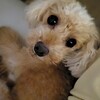 見守り犬達に感謝🐾