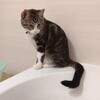 お風呂の見張り番をする猫