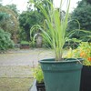 【初心者OK】レモングラスの育て方完全ガイド｜鉢植えのコツ・日当たり・地植えの注意点まで徹底解説