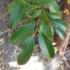 Cleyera japonica　サカキ