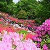 ⛩根津神社　つつじまつり🌸