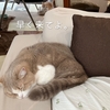 雨田甘夏、お呼びだしです。【猫と思い出と品物事情】