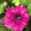 （紹介：植物）雨の水滴付いた花々と葉っぱなんともいいね