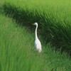 チュウサギ