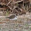 空き地のコチドリ