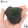 （水草）巻きたて　ツガゴケ付き　溶岩石　Sサイズ（5〜10cm）（無農薬）（1個）　北海道航空便要保温