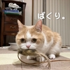 雨田甘夏、食っちゃったです。【猫と視覚と嗅覚事情】