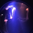 Jellyfish*1