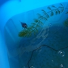 金魚の浮きフンがなぜか治らない