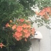 凌霄花